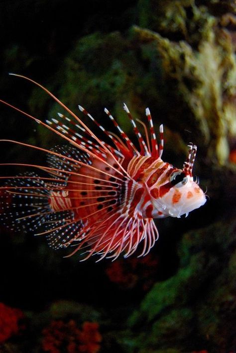 Tiger Fish | under the sea | | oceanlife | | amazing nature | #oceanlife #amazingnature https://biopop.com/ Tiger Fish, Creature Marine, Bawah Air, Fauna Marina, Life Under The Sea, Salt Water Fish, Beautiful Sea Creatures, Water Animals, Lion Fish