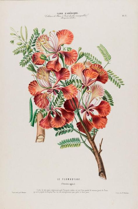 Flora of America, drawn from nature su ... Old Botanical Illustration, Herbs Illustration, Royal Poinciana, Illustration Flower, Discreet Tattoos, High Art, Flower Art Painting, Flower Illustration, Floral Illustrations