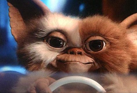 Gremlins is a horror film in which a boy inadvertently sets a small army of monsters loose on a town. Most of all, it features Gizmo, who is so cute. He was the Furby before Furby existed. Love that Gizmo. Back In My Day, Gremlins, The Good Old Days, Great Movies, Exotic Pets, Back In The Day, Childhood Memories, Good Movies, Music Book