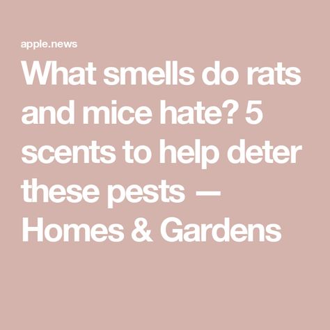 What smells do rats and mice hate? 5 scents to help deter these pests — Homes & Gardens Mouse Deterrent, Mouse Poison, How To Deter Mice, Rats And Mice, Dead Mouse, Getting Rid Of Rats, Pee Smell, Rodent Repellent, Mice Repellent