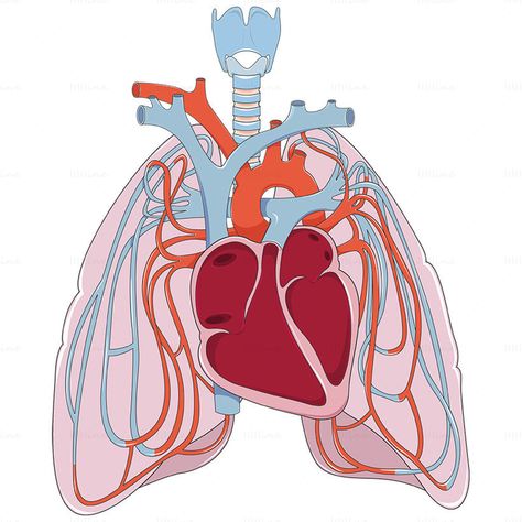 Pulmonary circulation vector Pulmonary Circulation, Heart Flow, Home Remedies For Bronchitis, Poor Circulation, Medical School Studying, Shading Techniques, Heart And Lungs, Medical Anatomy, Flow Arts