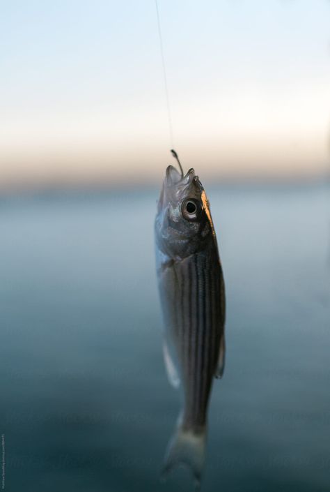 "Small Striped Bass Fish On Fishing Hook" by Stocksy Contributor "Matthew Spaulding" - Stocksy Fish On Hook, Fish On A Hook, Aesthetic Fish, Bass Fish, Striped Bass, Fishing Hook, A Hook, Bass Fishing, Fish Hook