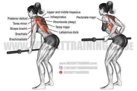 Middle Back Exercises, Best Arm Exercises, Best Back Exercises, Mommy Body, Weight Training Women, Good Back Workouts, Biceps Brachii, Barbell Row, Latissimus Dorsi