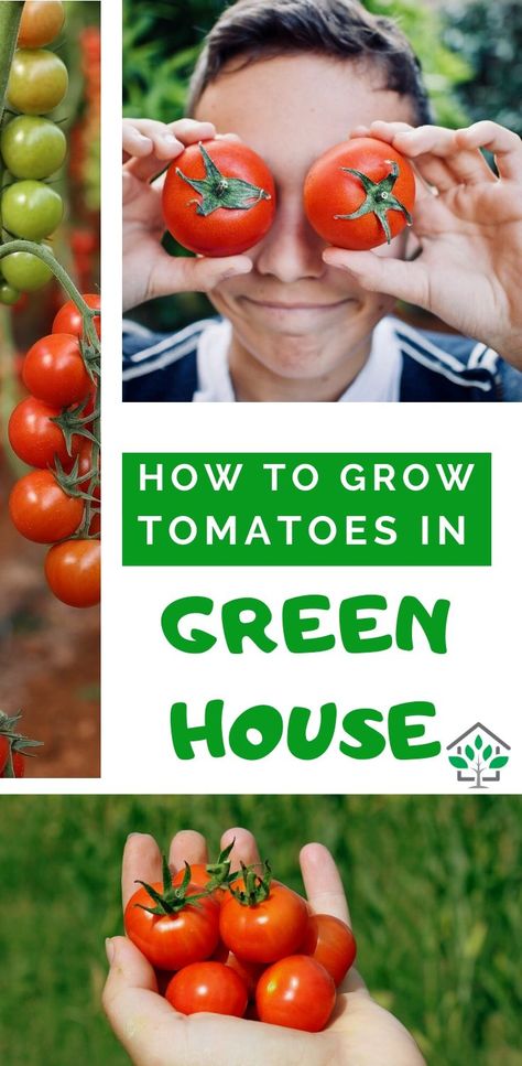 Greenhouse Tomatoes How To Grow, Growing Tomatoes In Greenhouse, Greenhouse Herbs, Tomatoes In Greenhouse, Green House Plants, Greenhouse Projects, Growing Cherry Tomatoes, Greenhouse Tomatoes, Growing In Pots