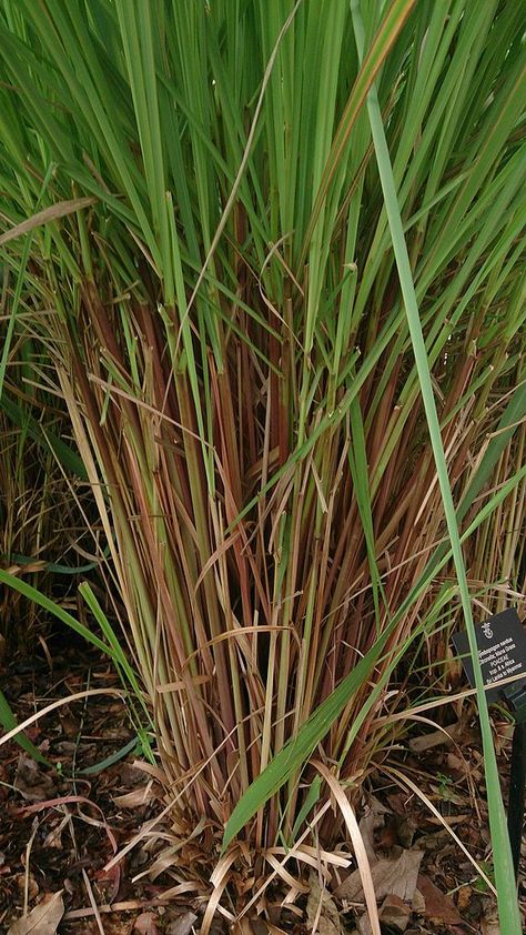 Oftentimes, plants that are sold as “citronella plants” aren't true citronella plants. So while they may be pretty and smell nice, they’re not effective in doing what they should – repel mosquitos. In this article, learn about growing true citronella grass. Citronella Plant Care, Repel Mosquitos, Citronella Plant, Mosquito Plants, Citronella Essential Oil, No Grass Backyard, Natural Mosquito Repellant, Mosquito Repelling Plants, Backyard Flowers