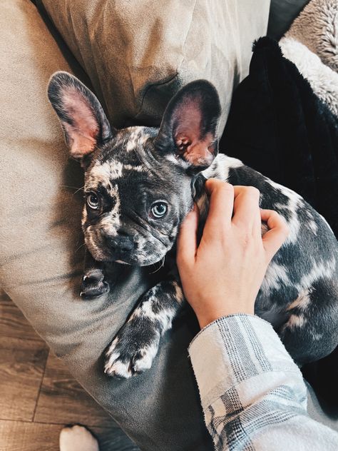 Merle French Bulldog Puppy, French Bulldog Aesthetic, Bulldog Aesthetic, Toy French Bulldog, Merle French Bulldog, Baby French Bulldog, Pet Things, Cute Small Dogs, Frenchie Puppy