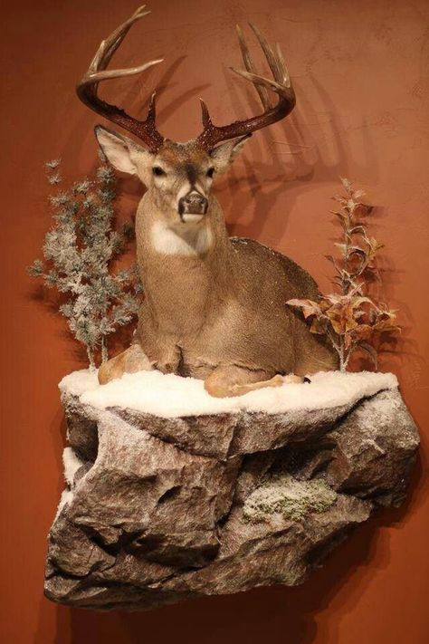 Deer Mount Decor, Deer Mount Ideas, Deer Hunting Decor, Deer Head Decor, Taxidermy Decor, Deer Antler Decor, Animal Taxidermy, Taxidermy Display, Antlers Decor