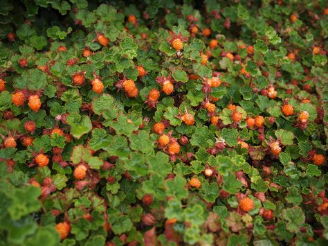 https://flic.kr/p/JrY7a2 | Creeping Raspberry | Rubus calycinoides syn. Rubus hayata-koidzumii - very nice and productive compact shrub. I think, it has even better fruit/plant mass ratio than Blackberry. Creeping Raspberry Ground Cover, Mound Garden, Creeping Raspberry, Ornamental Shrubs, Raspberry Plants, California Native Plants, Fruit Plants, Best Fruits, Shade Plants