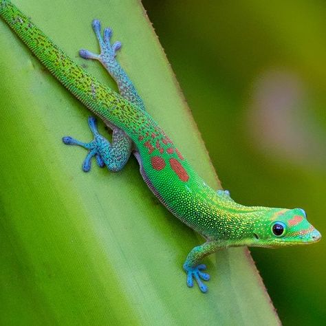 Day Gecko, Colorful Lizards, Amazing Frog, Cute Lizard, Simple Setup, Reptile Terrarium, Cute Reptiles, Gold Dust, Pets For Sale