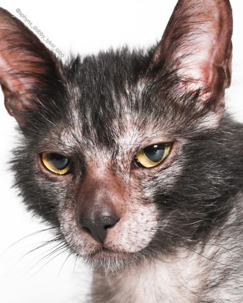 Cat Colony, Werewolf Cat, Lykoi Cat, Warrior Cat Names, Cat World, Feral Cat, Genetic Mutation, Cat Pose, Hairless Cat