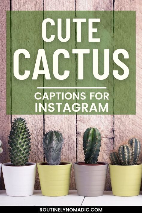 Cactus in pots with words cute cactus captions for Instagram Cactus Photo, Cute Cactus, Captions For Instagram, Funny Puns, Instagram Captions, The Desert, Puns, Cactus, Funny