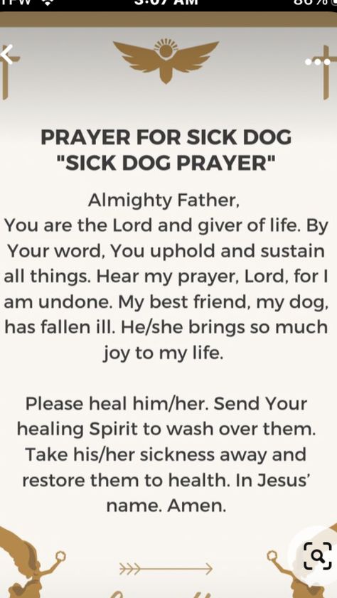 Prayers For Pets Dogs, Prayers For Health And Healing For Pets, Prayer For Sick Dog, Prayers For Sick Pets Dogs, Sick Dog Symptoms, Sick Dog, Pets 3, Dog Being Sick Meme, I Am Awesome