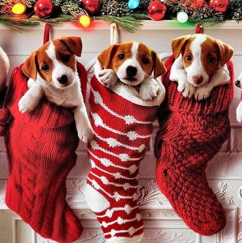 Christmas Dog Photography, Christmas Pet Photos, Dog Christmas Photos, Dog Christmas Pictures, Dog Gift Ideas, Christmas Everyday, Puppy Litter, Ideas For Dogs, Animal Photoshoot