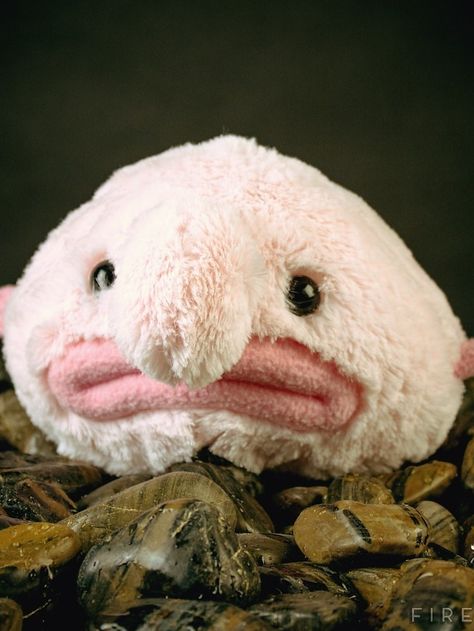 24 Stuffed Toys For Your Totally Weird Significant Other or your totally weird self! Ugly Animals, Weird Gifts, Great Gifts For Women, Dan And Phil, My New Room, Stuffed Animal, Geek Stuff, Cute Animals, Teddy Bear