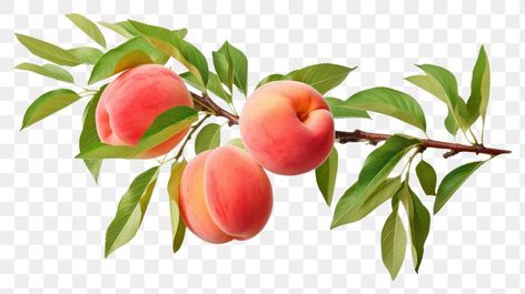 Peach Food, Peach Branch, Peach Items, Graphic Aesthetic, Green Vines, Peach Tree, Peach Fruit, Tree Png, Peach Trees