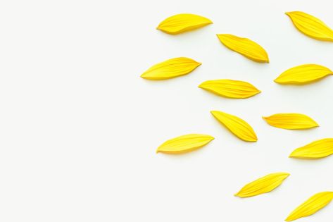 Sunflower petals on a white background. Texture from yellow petals. Sunflower Petals, Yellow Petals, Aesthetic Things, Background Texture, Flower Petals, Invitation Card, Yellow Flowers, White Background, Sunflower