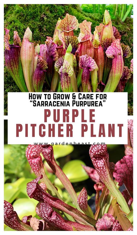 Pitcher Plant Care, Fox Landscape, Carnivorous Plants Care, Carnivore Plants, Purple Pitcher Plant, Sarracenia Purpurea, Cowboy Candy, Pitcher Plants, Hanging Plants Diy