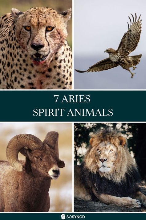 In this blog, we take a look at the seven spirit animals of the Aries zodiac sign. While the Ram is the most obvious symbol of Aries, there are other spirit animals that represent the fiery and energetic nature of this sign. Aries are known for their outgoing personalities, confidence, and determination. They're natural leaders who thrive on competition but also enjoy working in teams. So, what are the best spirit animals for an Aries? Read on to find out! Aries Spirit Animal, Aries Ram, Aries Traits, Understand Yourself, Aries Zodiac Sign, Your Spirit Animal, Curious Creatures, The Ram, Spirit Animals