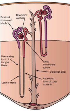 Renal Physiology, Loop Of Henle, Arteries Anatomy, Basement Membrane, Medical Laboratory Science, Cell Line, Human Anatomy And Physiology, Structure And Function, Biology Notes