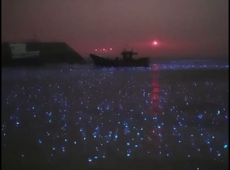 Massimo on Twitter: "Sea of stars. Bioluminescence in the rain. [why it happens: https://t.co/SJNISi7NQ3] [video: https://t.co/AiONwt0oFi] https://t.co/cbdaBW2Ax1" / Twitter Bioluminescent Bay, Science Girl, North By Northwest, Sea Of Stars, Rain Drops, In The Rain, The Rain, Picture Video, Science