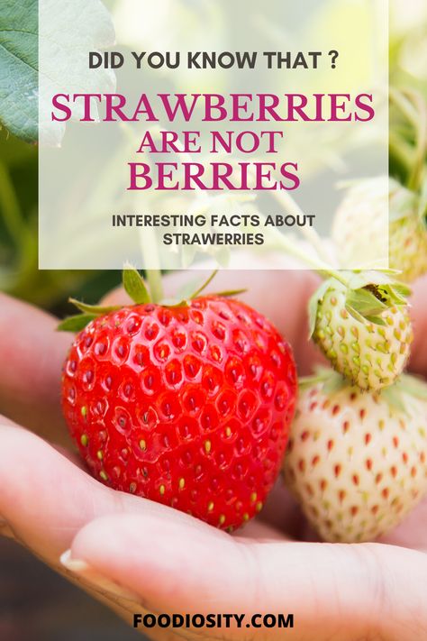 Strawberries are not Berries. Interesting strawberries facts.  Did you know that ? I've just found out when I did my research and I found out many other amazing and fun facts about strawberries.  #Fruits #Strawberrie #FoodFacts #FruitFacts #FunFacts Strawberry Facts, Fruit Facts, Dehydrated Strawberries, Strawberry Nutrition Facts, Research Presentation, Fruit Or Vegetable, Fruit Nutrition, Fun Fruit, Fruit Parfait