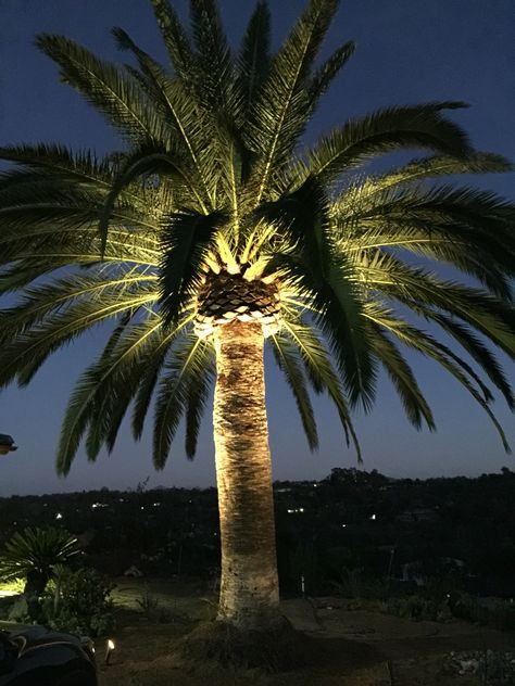 Canary Island Palm lighting Canary Island Palm, Palm Tree Light, Palm Lighting, Lights On Palm Trees, Palm Tree Lighting, Canary Island Date Palm, Palm Tree Lights, Palm Trees Landscaping, Diy Outdoor Lighting