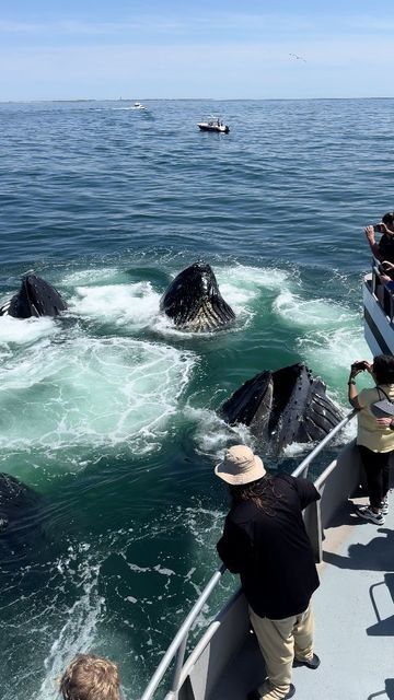 CAPT. JOHN BOATS on Instagram: "Patience is the name of the whale watching game. This week, we were floating in neutral when these 5 humpback whales decided to feed next to us and give us an up close look at the magic of bubble net feeding!  The group included well-known individuals: Bounce, Ravine, Sanchal, Pleats, and Crown! 🐋🌊   *We wanted to make sure to note that engines were in neutral during this encounter. Captain John is a proud participant in Whale SENSE and follows responsible whale watching guidelines.   #WhaleWatch #FeedingFrenzy #whales #whalesofinstagram #capecod #visitma #breaching #whalewatching #massachusetts #marinebiology #captjohn #humpback #humpbackwhale #wildlife #wildlifeencounter #ocean #sea" Bubble Net, John Boats, Dream Boards, The Whale, Marine Biology, Humpback Whale, Whale Watching, Cape Cod, Animal Kingdom