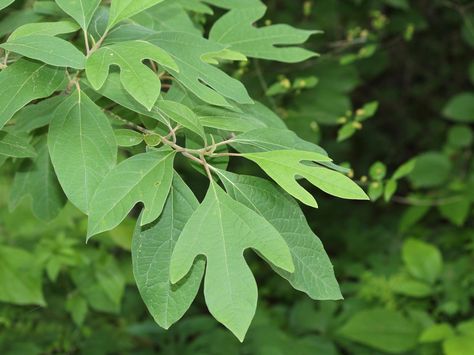 Sassafras Tea- Dr. Weil Sassafras Root, Sassafras Tea, Sassafras Tree, Garden Escape, Poplar Tree, Tree Identification, Wood Mulch, Fast Growing Trees, Shade Trees