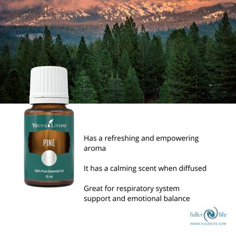 Pine Essential Oil Benefits, Pine Essential Oil, Yl Essential Oils, Essential Oil Benefits, Young Living Oils, Calming Scents, Oil Benefits, Respiratory System, Aromatherapy Oils