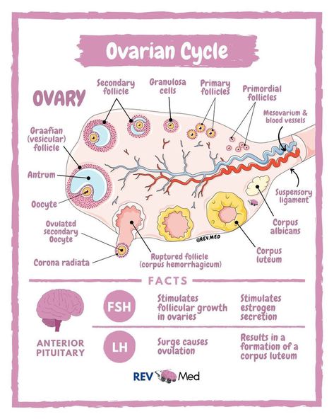 Ovarian Cycle Notes, Ovarian Cycle, Zoology Notes, Medical Hacks, Cell Biology Notes, Female Reproductive System Anatomy, Medical Assistant Student, Midwifery Student, Embryonic Development