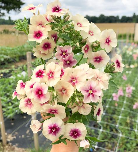 Blushing Fields Flower Farm on Instagram: “Cherry Caramel Phlox🍒 And now I want dessert.” Botanical Inspiration, Flower Growing, Summer Florals, Paper Daisy, Cut Flower Garden, Flower Gardening, Plant Spacing, Flower Gardens, Delicate Flowers