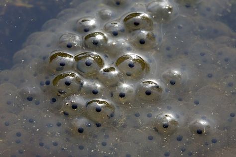 How to Hatch Frog Eggs Tadpole To Frog, 20 Gallon Aquarium, Types Of Frogs, Frog Facts, Frog Eggs, Frog Species, Lifecycle Of A Frog, Underwater Plants, Frog Life