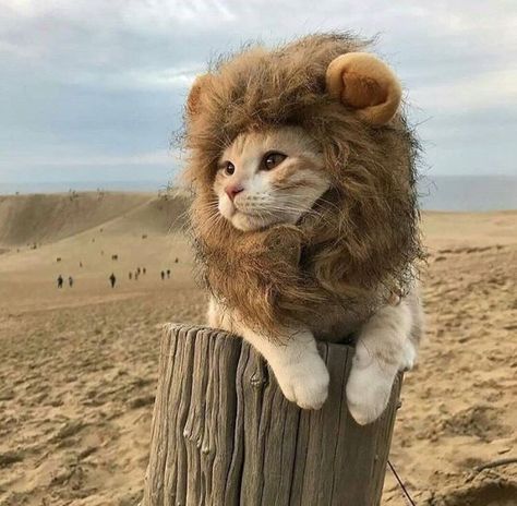 Call me Simba Cat Lion Costume, Lion Cat, Lion Costume, Cat Halloween Costume, Baby Koala, Cute Lion, Lion Mane, Halloween Animals, Cat Costumes