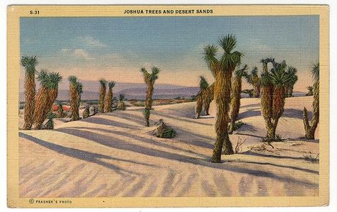 Saddle Tramp, Vintage Palm Springs, Joshua Trees, Yosemite California, Road Trip Car, Desert Dream, California Desert, Desert Vibes, Mojave Desert