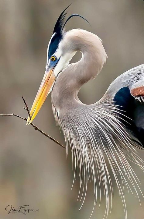 Heron Photography, Regard Animal, Shore Birds, Heron Art, Nest Building, Animal Inspiration, Coastal Birds, Louisiana Art, Bird Watercolor