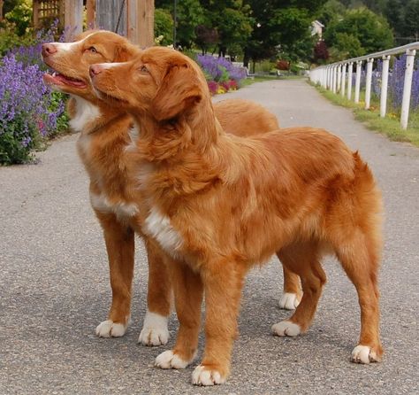 Duck Retriever, Duck Toller, Nova Scotia Duck Tolling Retriever, Best Dog Breeds, Retriever Puppy, Dog Costumes, Sweet Dogs, Retriever Dog, Nova Scotia