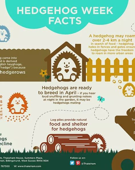 Hedgehog Facts For Kids, Hedgehog Activities, Environmental Crafts, Hedgehog Facts, Hedgehog Care, Forest Schools, Hedgehog Illustration, Animals Information, Hedgehog House