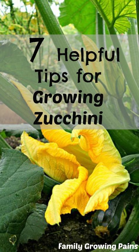 Growing Courgettes, Grow Squash, Garden Squash, Zucchini Growing, Grow Zucchini, Zucchini Ravioli, Growing Zucchini, Zucchini Plants, Organic Vegetable Garden