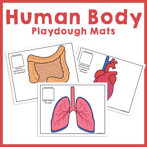 Add these Human Body Play Dough Pages to your Human Body Unit! They include counting …   Human Body Play Dough Pages Read More » The post Human Body Play Dough Pages appeared first on Royal Baloo. Human Body Playdough Mats, Human Body Crafts, Anatomy Learning, Playdoh Mats, Body Preschool, Human Body Activities, Wrap Flowers, Human Body Unit, Animal Adaptations