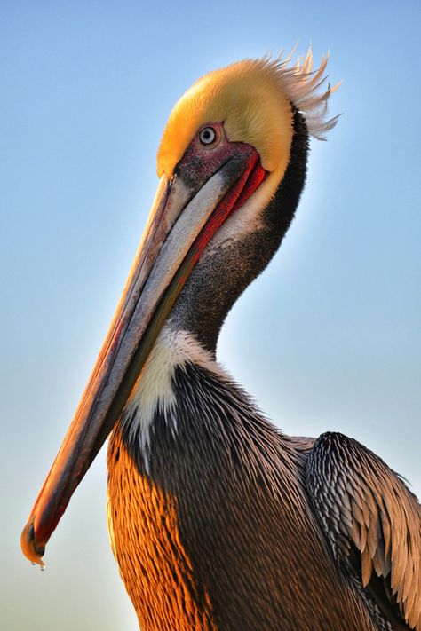 Oceanside Pier, Pelican Art, Pelican Bird, Big Bird, Exotic Birds, Sea Birds, Pretty Birds, Colorful Birds, Bird Watching