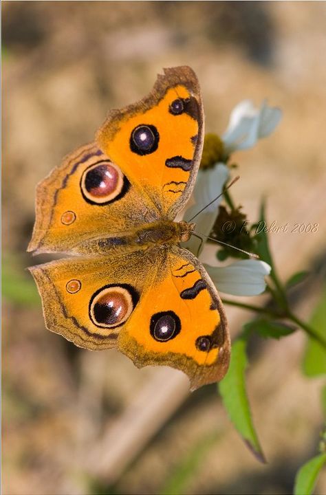 Peacock Pansy Butterfly (Junionia almana) Butterfly Games, Types Of Butterflies, Butterfly Species, Flying Flowers, Butterfly Photos, Butterfly Kisses, Butterfly Effect, Arthropods, Colorful Butterflies