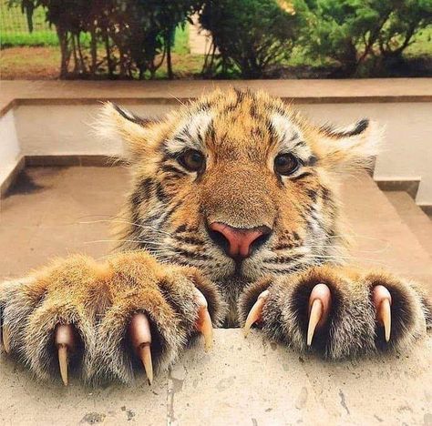 Tiger Species, Tiger Paw, Cute Tigers, Pretty Animals, Majestic Animals, Cute Animal Photos, Animal Photo, Beautiful Cats, 귀여운 동물