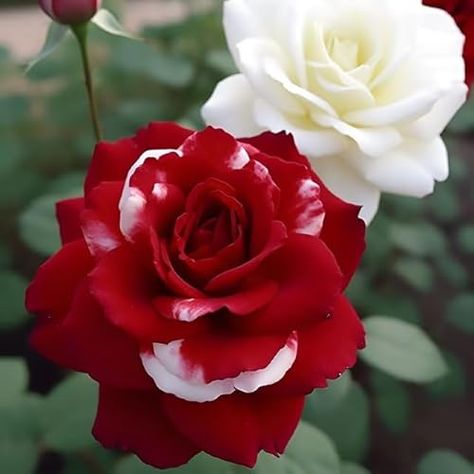 DouxiE 20pcs Rare Twin Red White Rose Flower Seeds for Planting - Captivating Garden Blooms Non GMO Heirloom Garden - Planting Instructions for Easy Grow - Great Gardening Gifts Rare Roses, White Rose Flower, Hardy Geranium, Red And White Roses, Vibrant Flower, Companion Planting, Garden Gifts, Petunias, Hanging Baskets