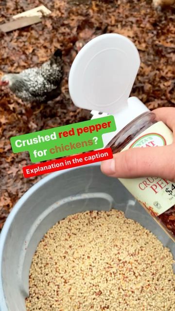 The Garden Guinea on Instagram: "Adding pepper flakes to a flock’s diet or growing peppers for chickens could aid them in fighting off bacterial infections. Chickens can’t taste capsaicin, there’s no reason to worry that feeding hot peppers might hurt the flock. According to old-timers, cayenne pepper can be added to your chickens’ feed in the cold months to help warm up your chickens and boost egg production. I can’t find any definitive proof that it works, but cayenne does help with circulati Feeding Chickens Red Pepper Flakes, Crushed Red Pepper Flakes For Chickens, Cayenne Pepper For Chickens, Red Pepper Flakes For Chickens, Growing Peppers, Chicken Eating, Chicken Treats, Backyard Poultry, Egg Production