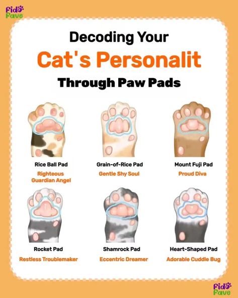 Getting A Kitten, Cat Personalities, Cat House Diy, Cat Book, Diy Cat Toys, Cat Language, Dog Personality, Cat Info, Cat Ideas