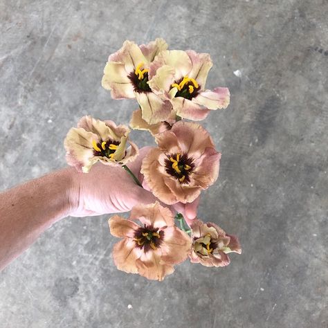 Evergreen Flower Co. on Instagram: “The most reliable dusty rose flower out there ✨ “wondrous brown” #lisianthus . . . . . .  #evergreenflowerco #nashvilleflorist…” Dusty Wedding Flowers, Light Brown Lisianthus, Bohemian Mocha Lisianthus, Roseanne Brown Lisianthus, Brown Lisianthus, Taupe Flowers, Dusty Rose Flowers, Tan Flowers, Evergreen Flowers