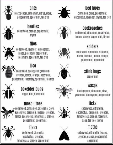 Learn Something (@cooltechtipz) on X Essential Oils Ants, Essential Oils For Fleas, Insect Repellent Essential Oils, Insect Repellent Plants, Diy Bug Repellent, Bug Spray Recipe, Get Rid Of Spiders, Repellent Plants, Natural Bug Repellent