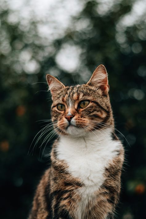 https://unsplash.com/photos/brown-and-white-tabby-cat-lon6yy0IRuY?utm_source=unsplash&utm_campaign=unsplash-ios&utm_medium=referral&utm_content=view-photo-on-unsplash Brown Tabby Cat Aesthetic, Tabby Cat Aesthetic, White Tabby Cat, Brown Tabby Cat, Brown Tabby, View Photo, Cat Aesthetic, Tabby Cat, View Photos