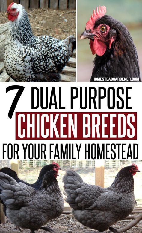 Best Dual Purpose Chickens, Heritage Chicken Breeds, Heritage Chickens, Homesteading Animals, Laying Chickens, Family Homestead, Backyard Farm, Raising Backyard Chickens, Chicken Garden