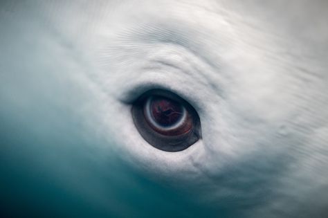 https://flic.kr/p/Fz22Vw | Beluga Whale Eye Whale Eye, Save The Whales, White Whale, Beluga Whale, Rare Animals, Pet Rats, Marine Mammals, Humpback Whale, Killer Whales